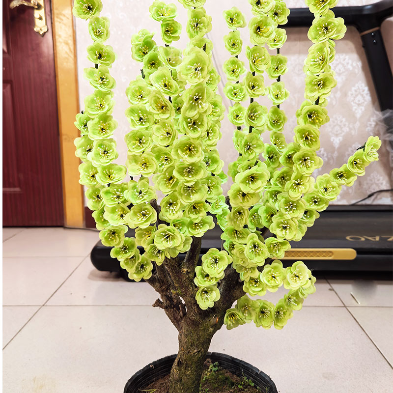 精品盆景老桩带花苞浓香型耐寒绿梅盆栽适合庭院阳台种植花卉