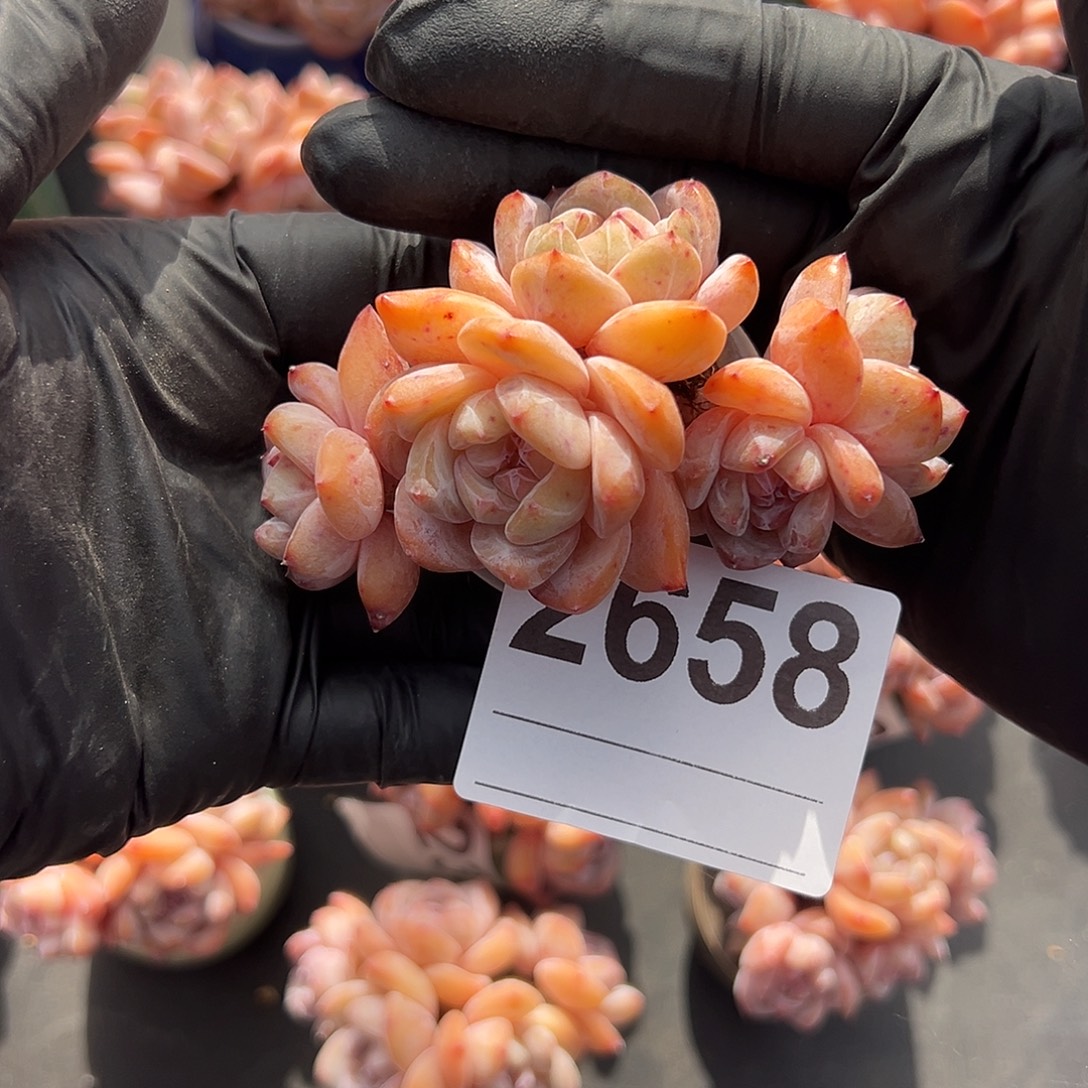 R***y2658，五头星影带盆发的