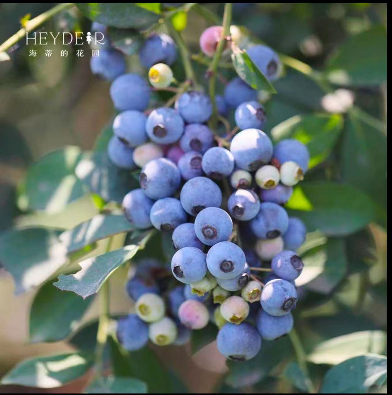 南北种植 庭院阳台 大大大苗