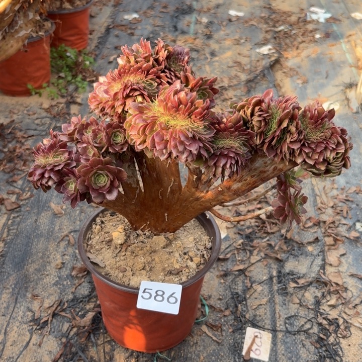 万黄缀多肉植物不包损586