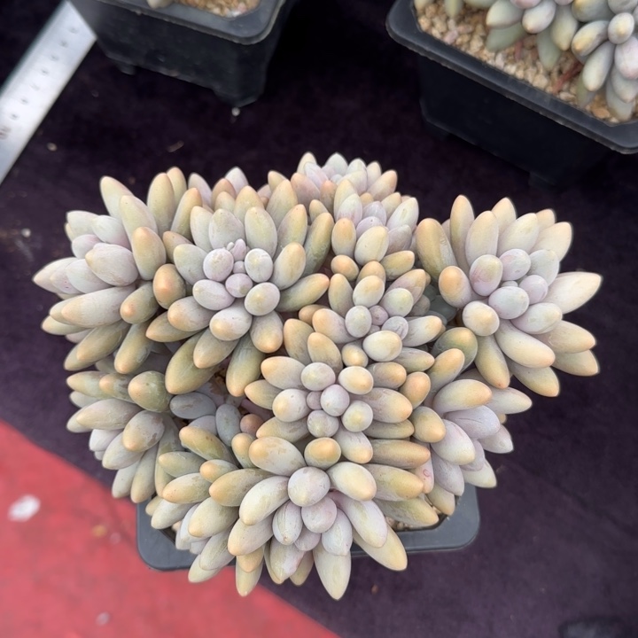 15厘米左右一物一拍的