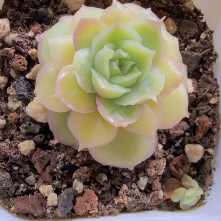 白体水晶虾饺王炸一颗