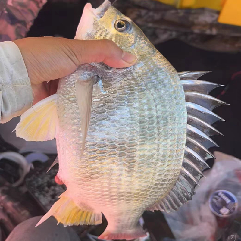 【一条一斤装】超大活冻黄翅鱼东山岛海捕黄脚立黄鳍鲷黄赤翅黄鲷鱼