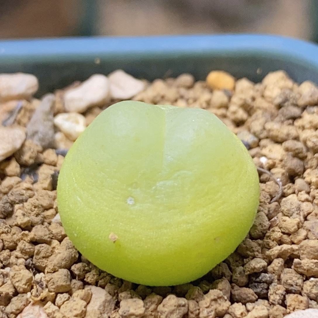 2606小紫皮好看好看好看