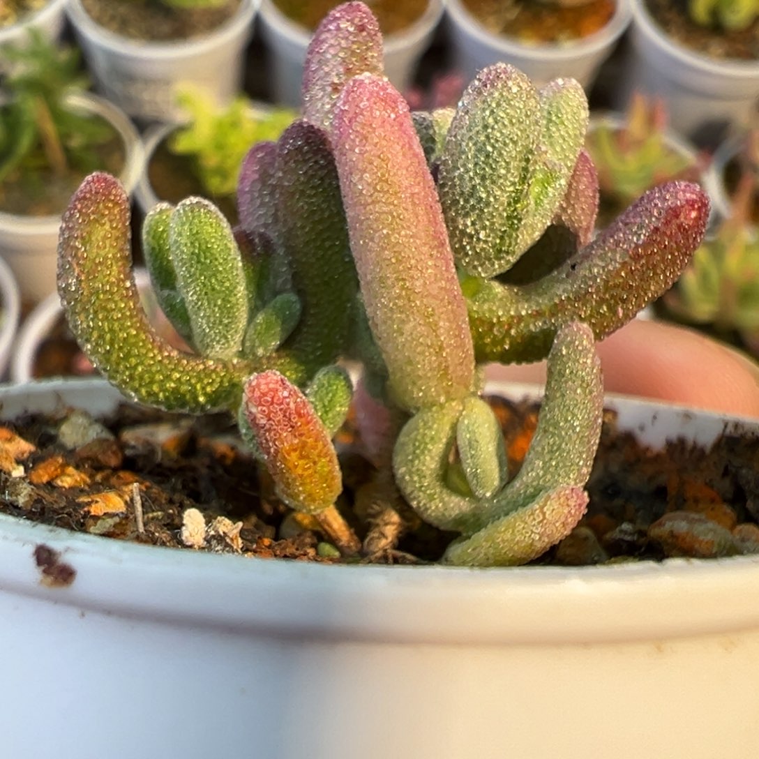 云***梅1-449可爱的专拍超紫阴阳拉丝锦满减5元