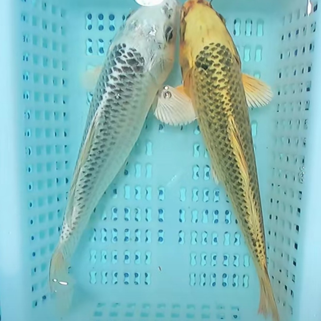 【两条装】18-23公分金松银松锦鲤观赏鱼冷水包邮