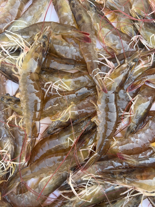高盐汪子虾16-17条