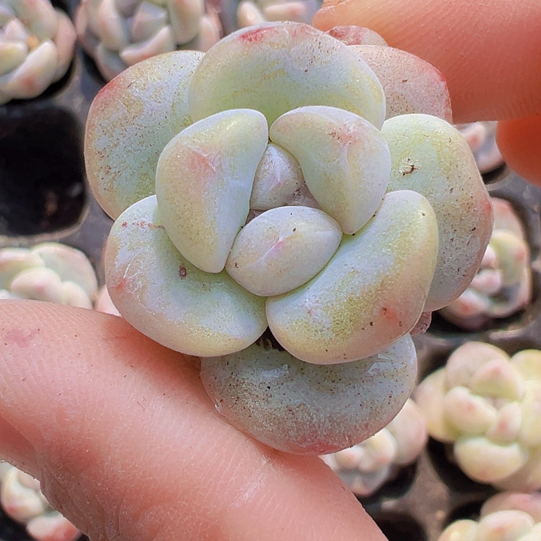 丸子冰玉5颗19包邮多肉