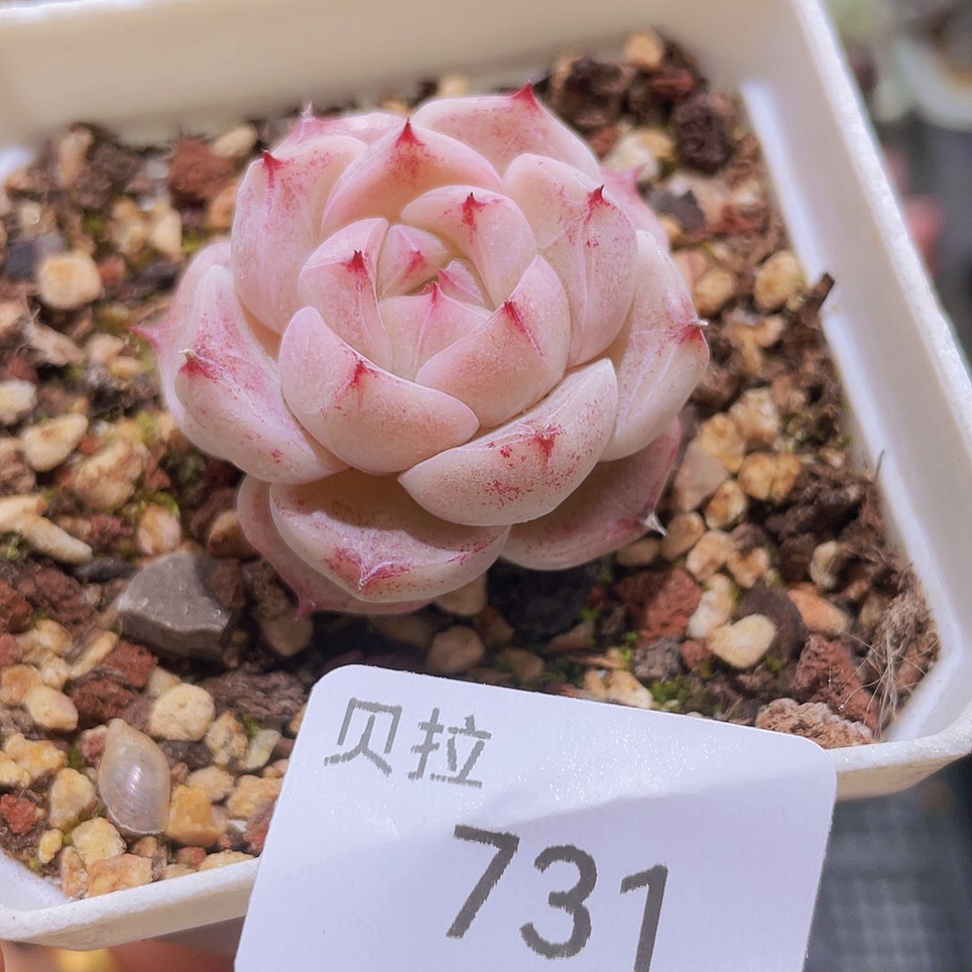 731 精品多肉一物一拍