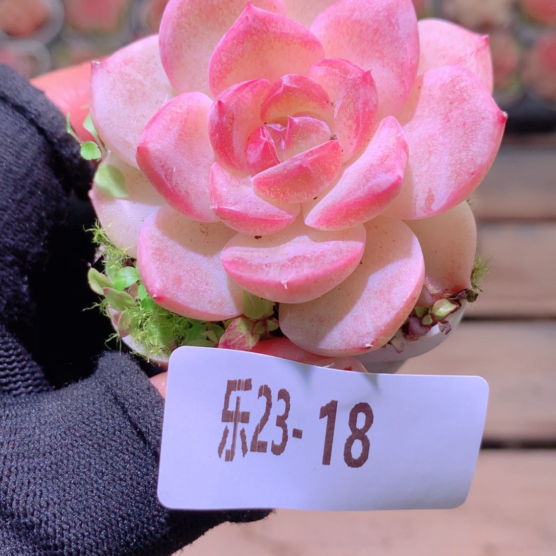 乐然23-18 新品单头 