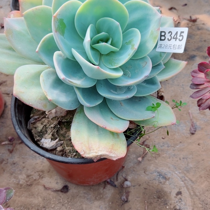 345白凤多肉植物