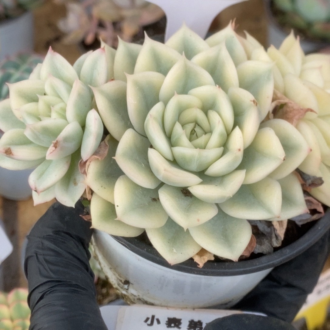 735月亮仙子锦锦锦锦锦锦