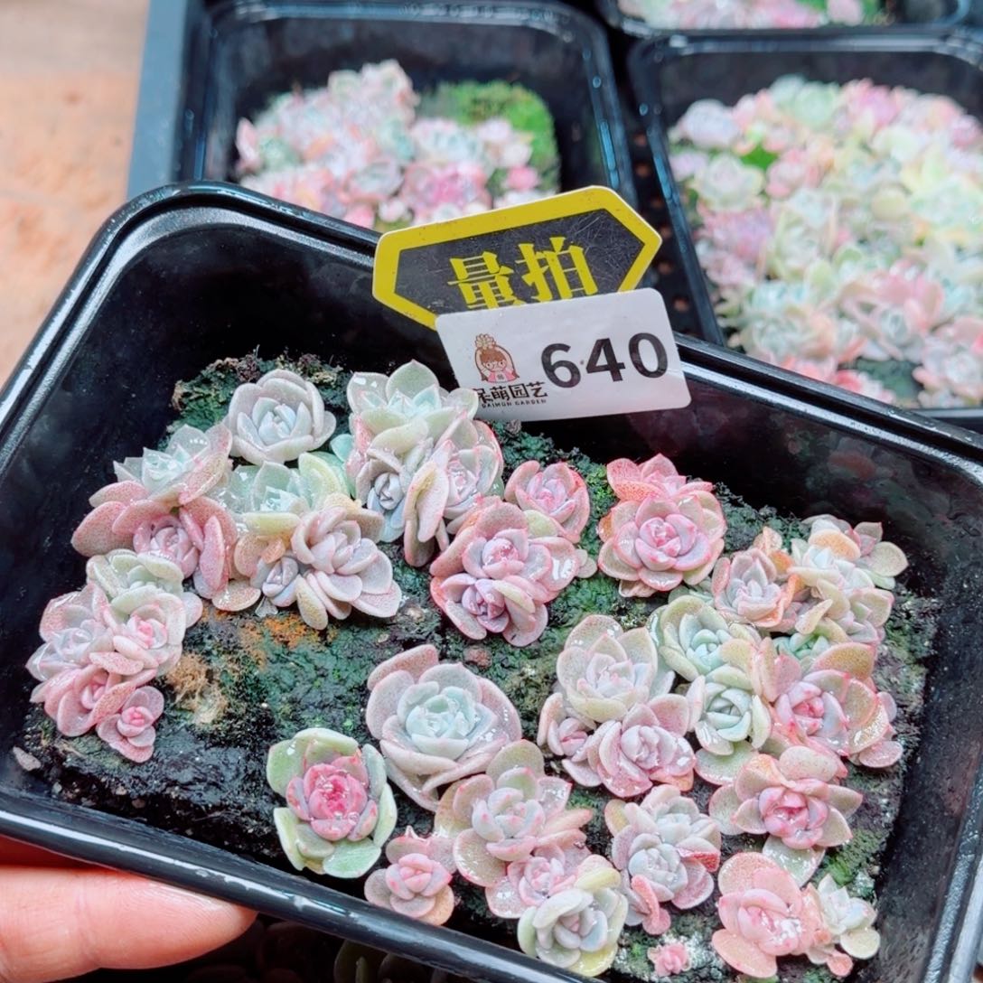 多肉植物多肉植物