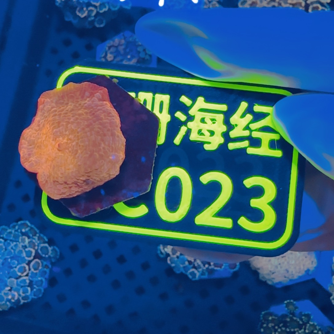 4***9纽扣珊瑚晓晓不包邮菇C023