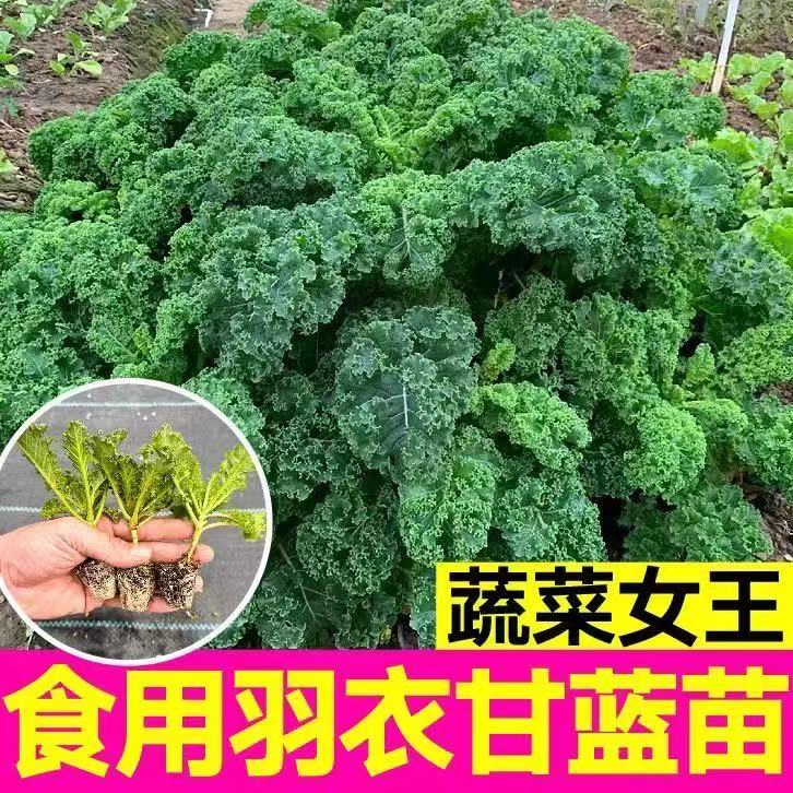 食用羽衣甘蓝秧苗带土盆栽大苗当季正宗新鲜蔬菜苗阳台绿植四季