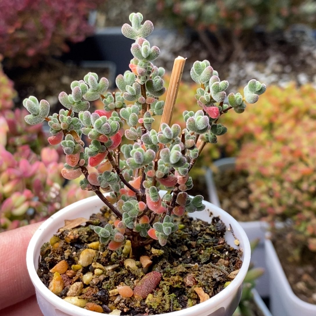 冻***梨莱斯1727。          