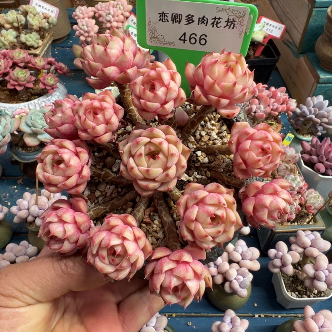 466号笨吧老桩无砍多头