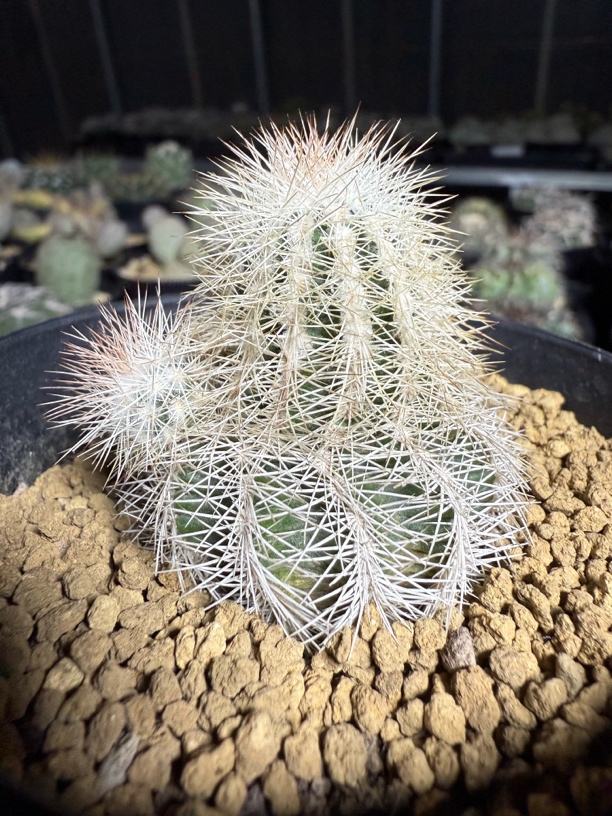 实生鹿角柱属虾尺寸4.8