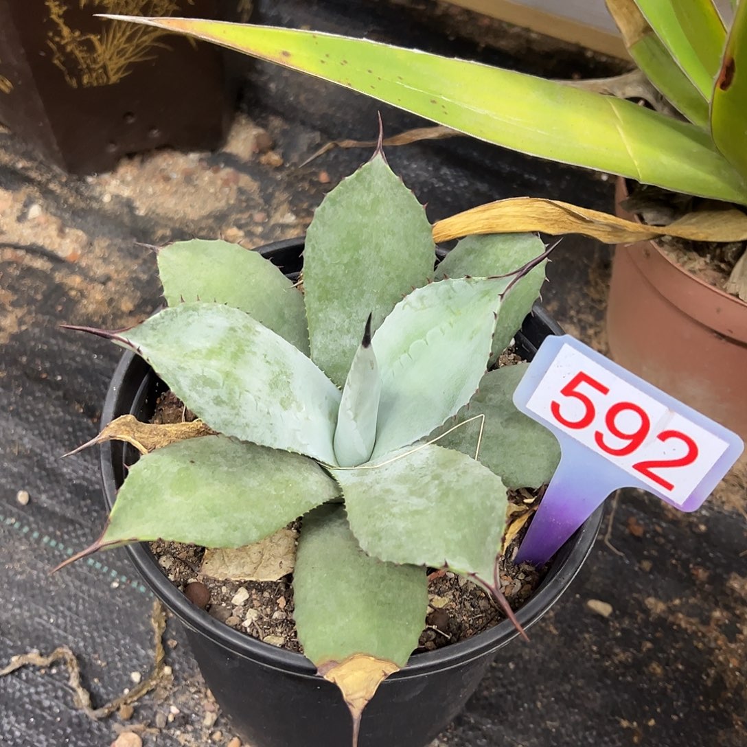 虚空藏高级灰龙舌兰