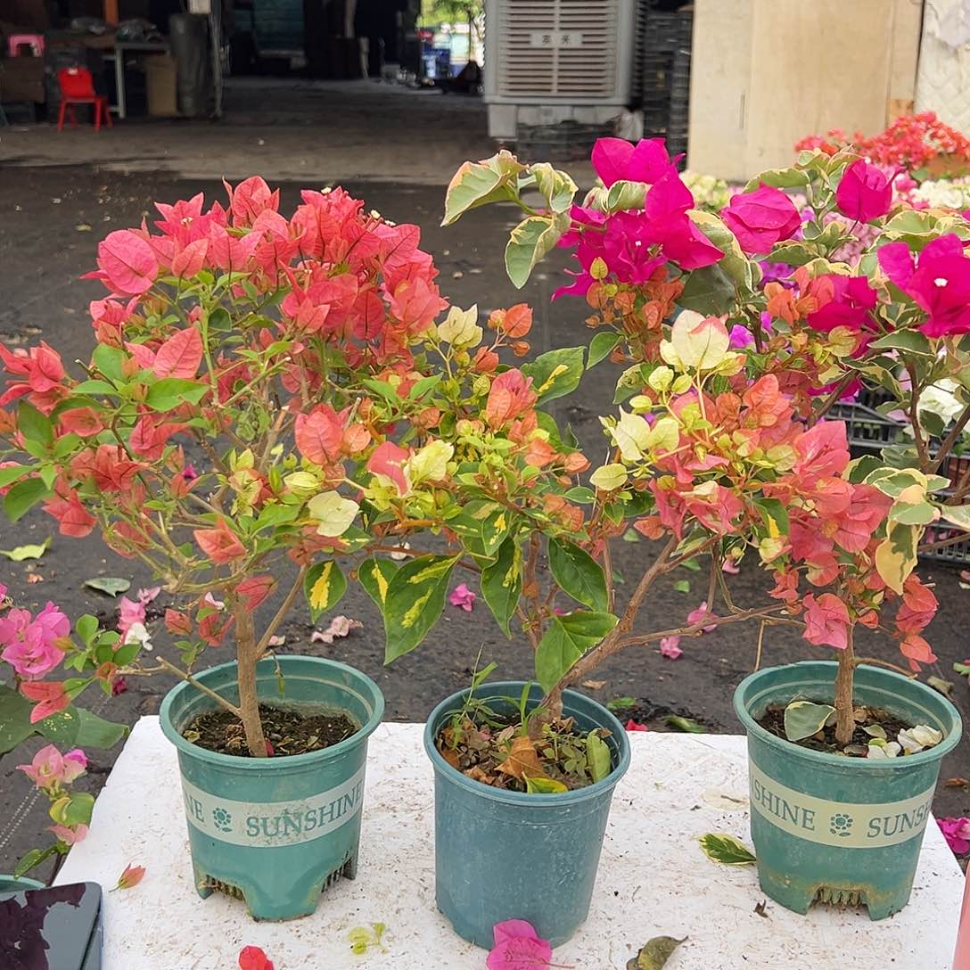 大部分花苞少量开放酒红，金心橙白，金边蓝月亮组合