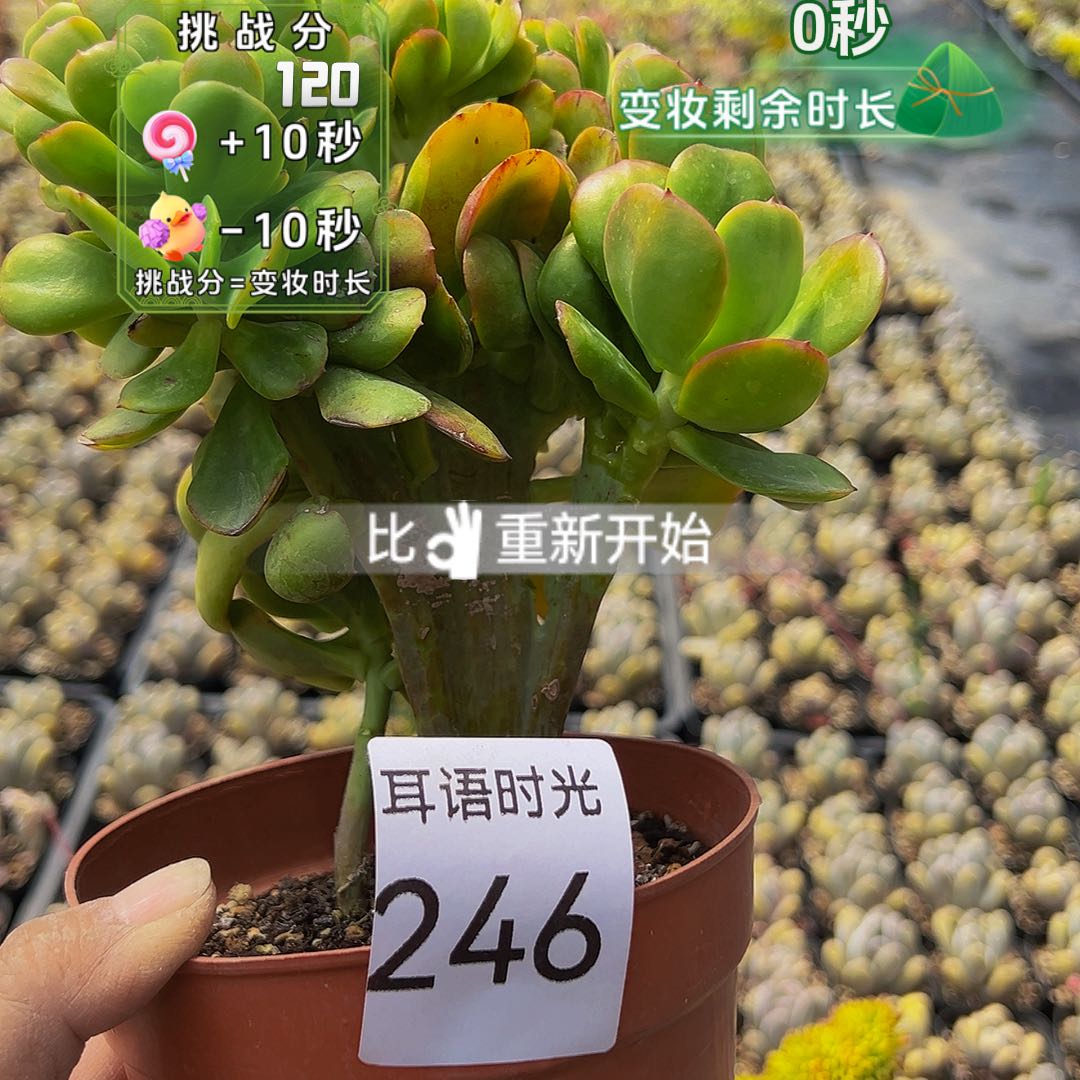 246，绮罗，缀化，脱土发货
