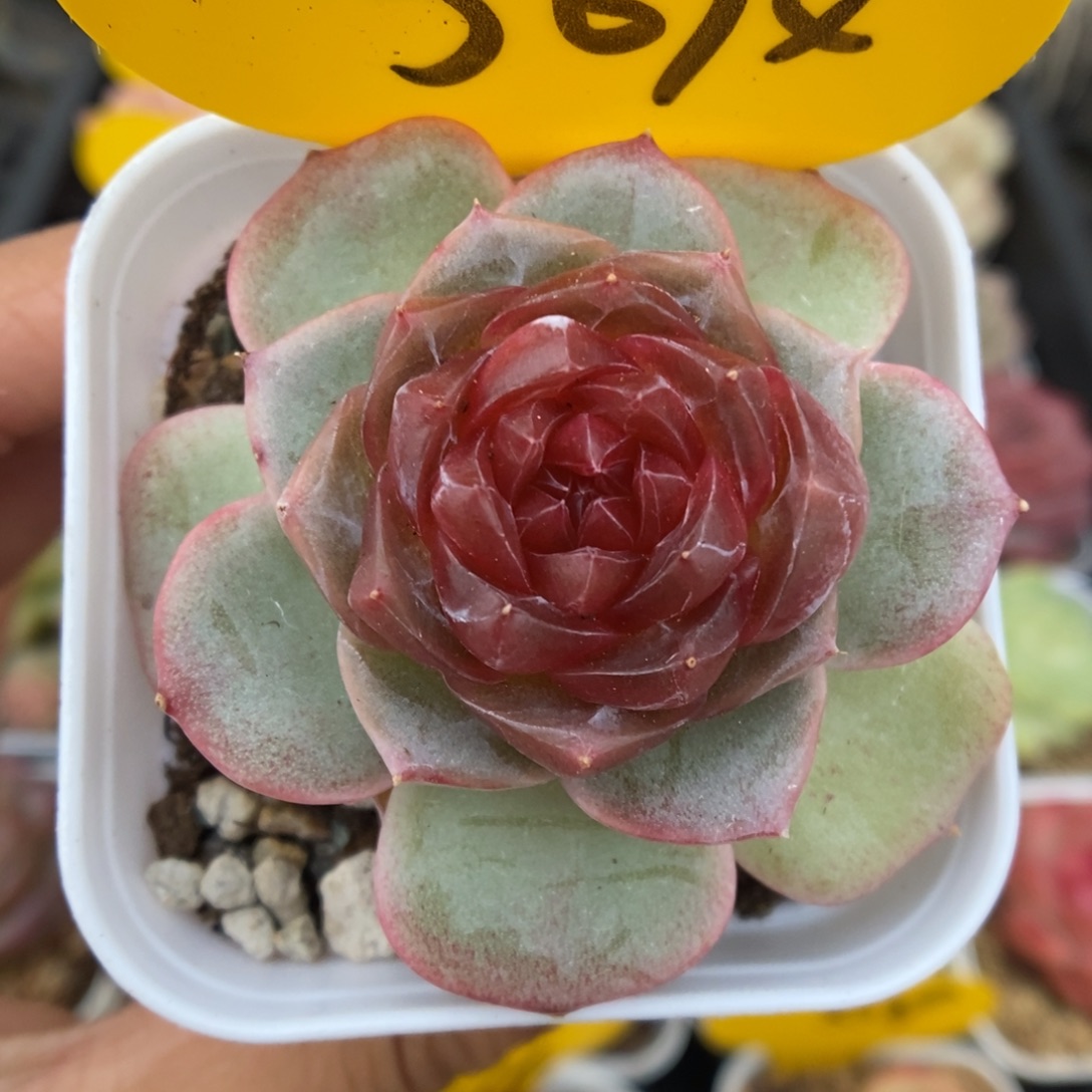 x105钻心珍妮5074号