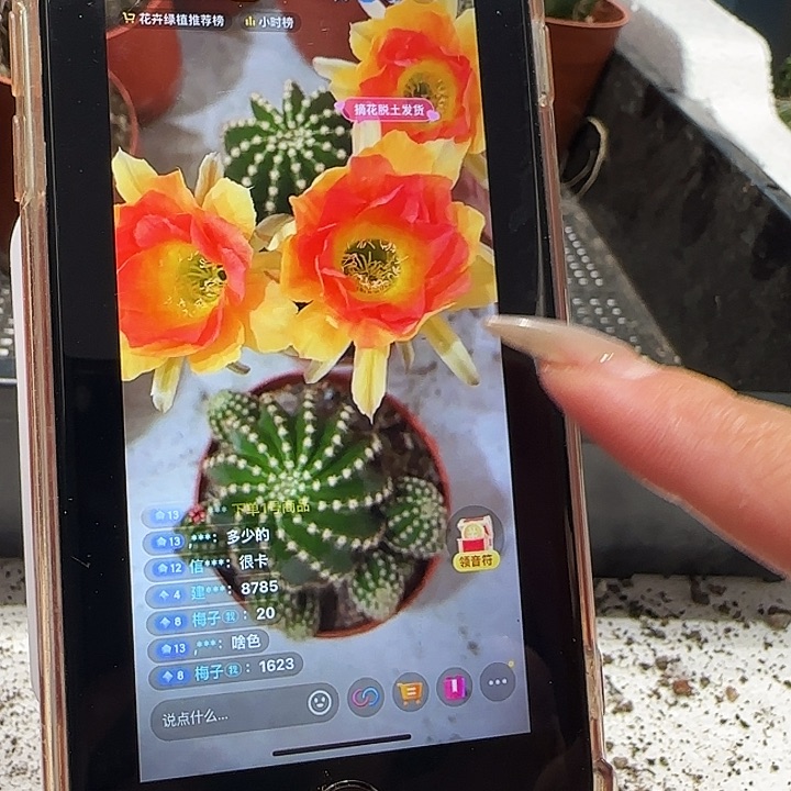 金刚3号带崽发货