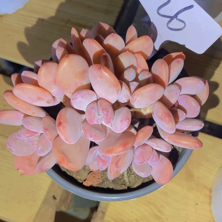 这些东西真的不是什么