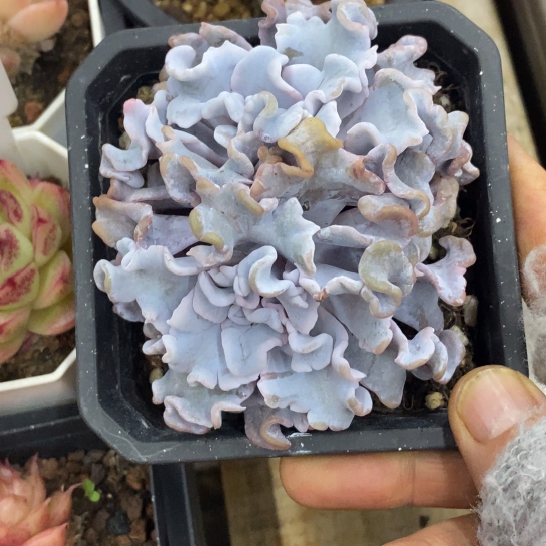 精品多肉一物一拍不包整189