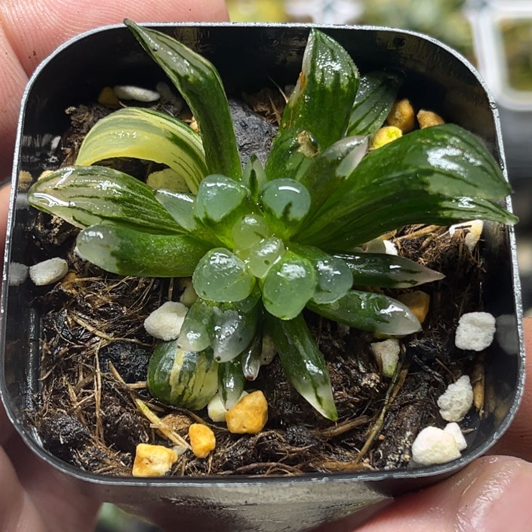 259子弹头西瓜变异