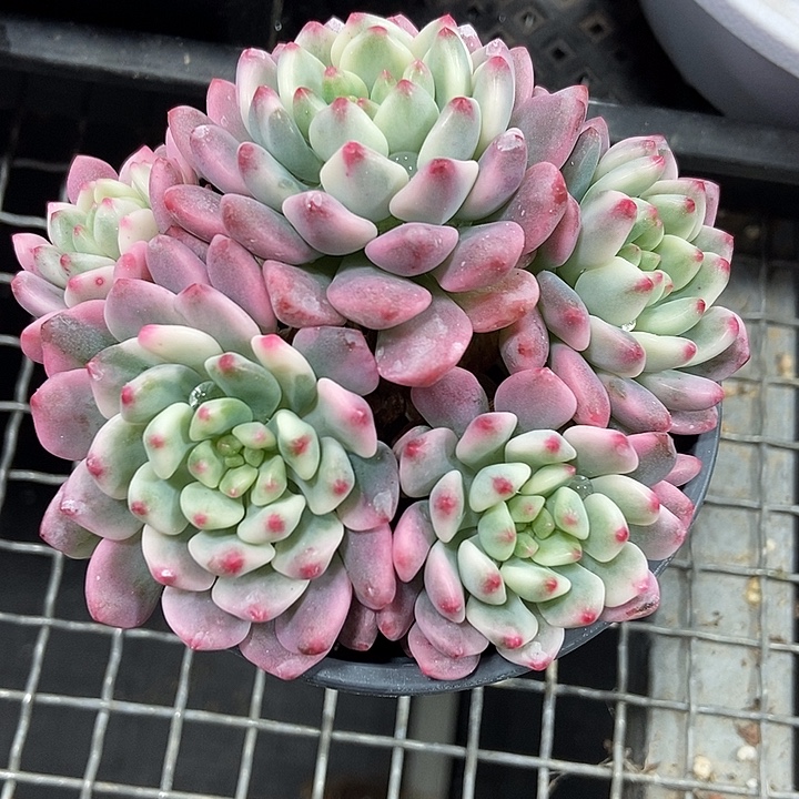 蓝苹果锦多肉植物