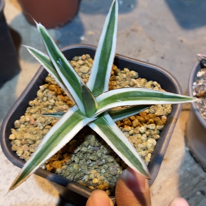 满38包邮2天凑单，脱土晾根发货多肉植物