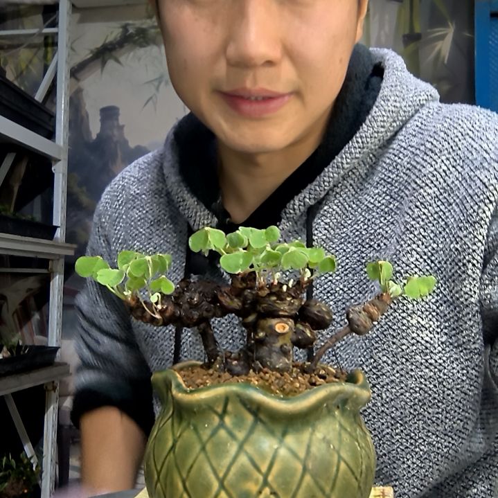 米***雪中青园艺一物一拍花173