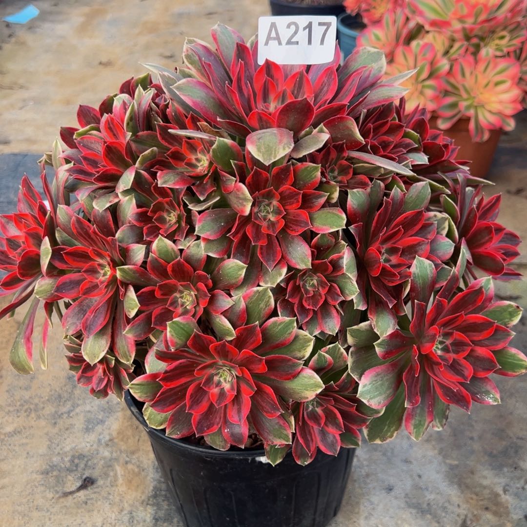 1***1无花朵幻纱法师217