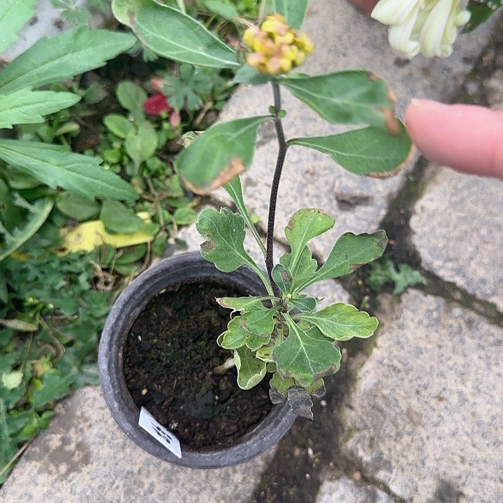 完全开放天门海葵无花大苗