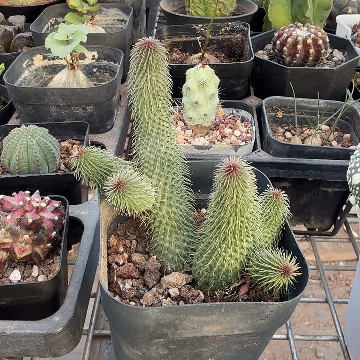 阿修罗罗摩7仙人球