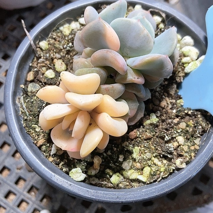 多肉植物雪精灵515