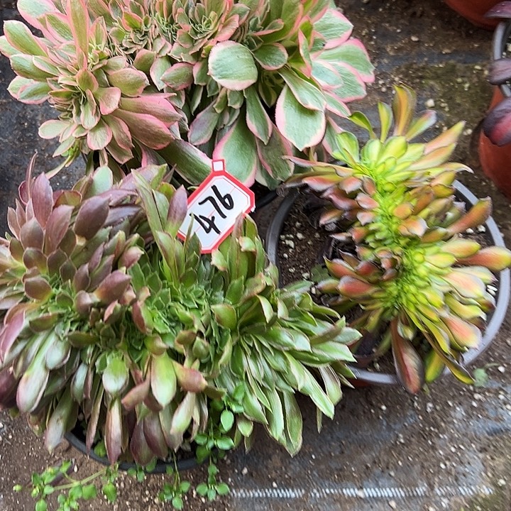 开***心多肉植物476不售后