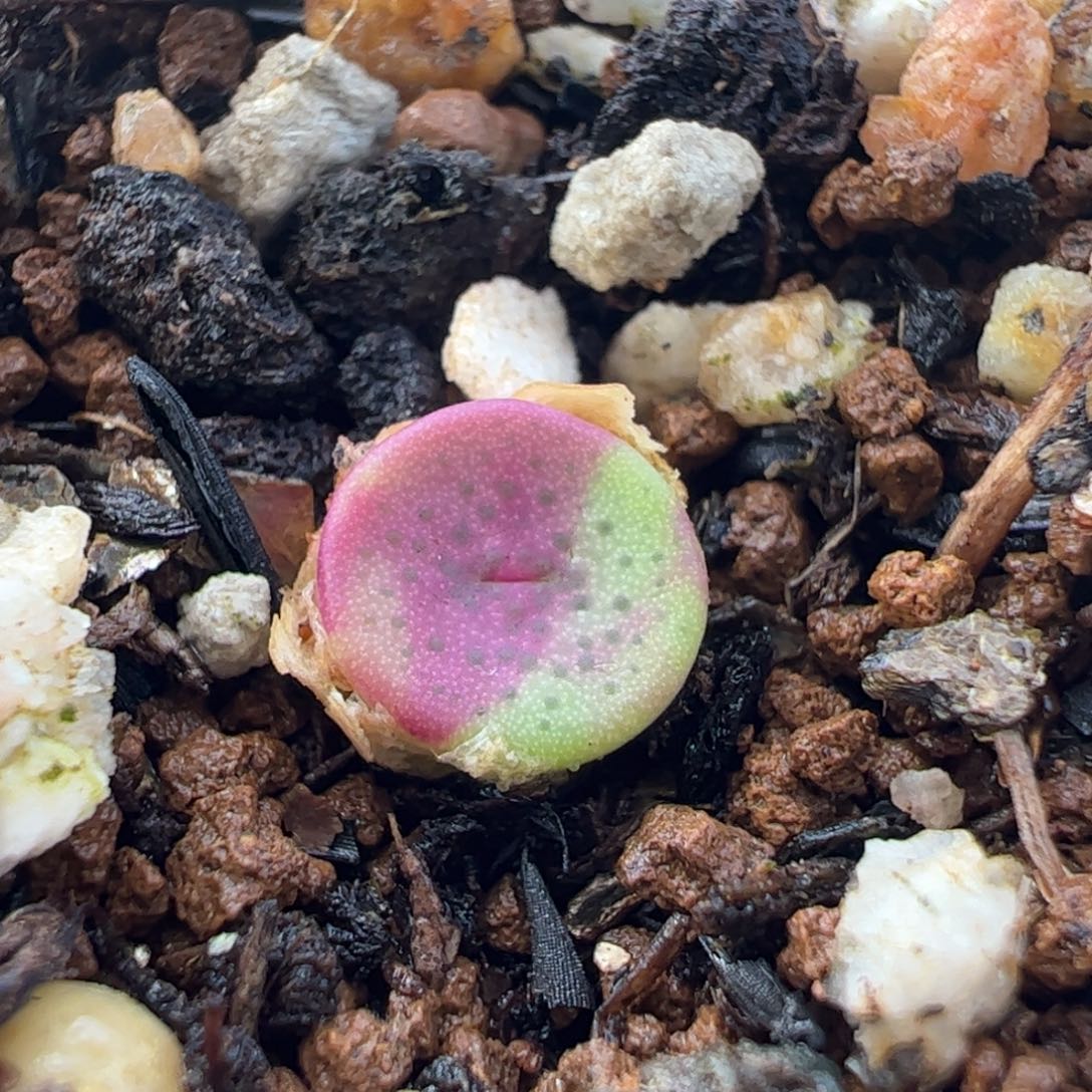 863多肉植物百科