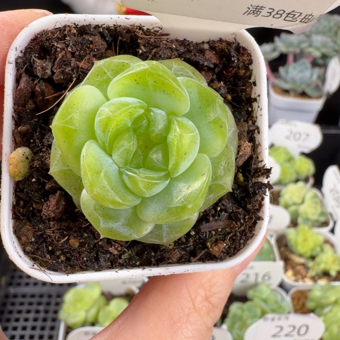 珍妮单头222号一颗