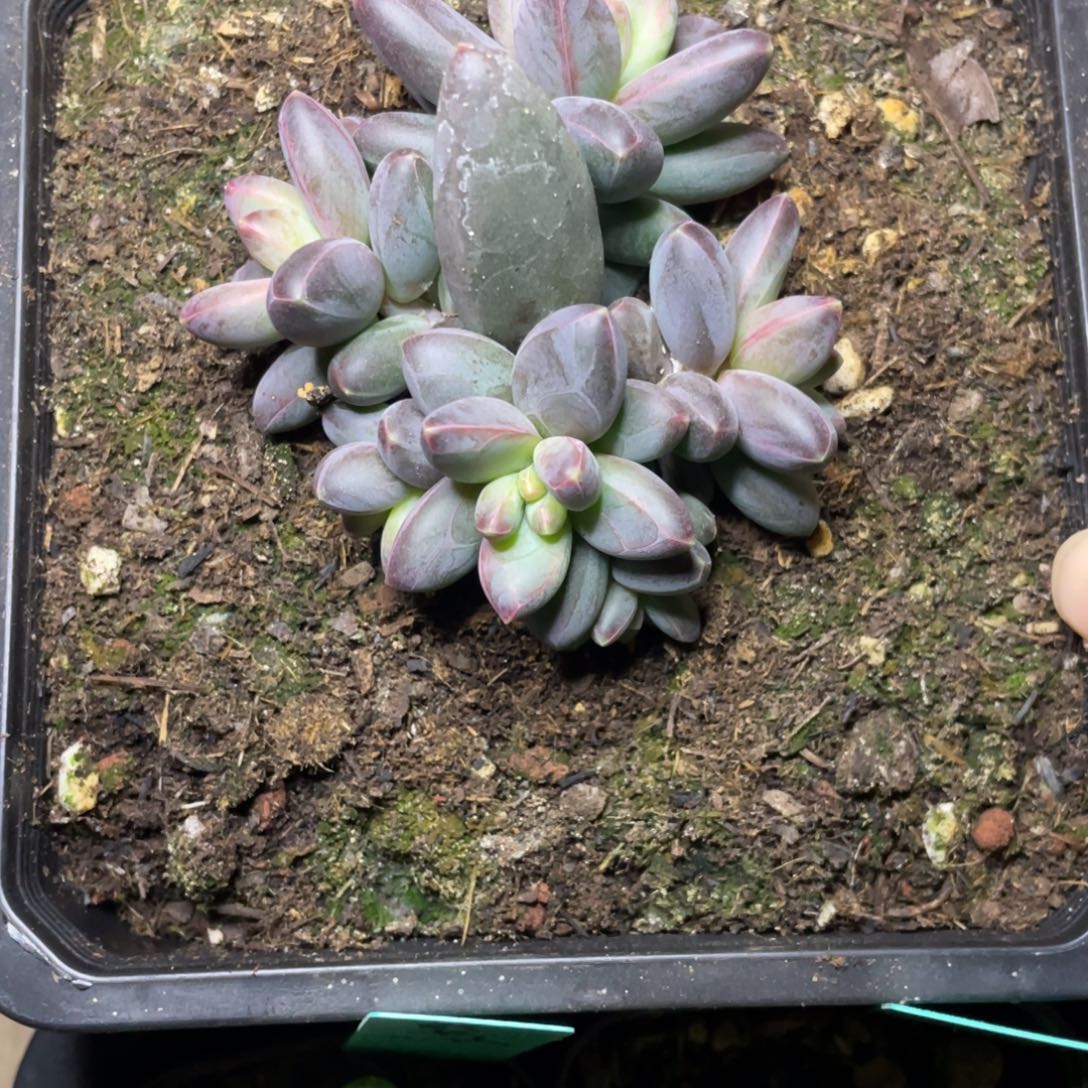 多肉植物和植物等植物为