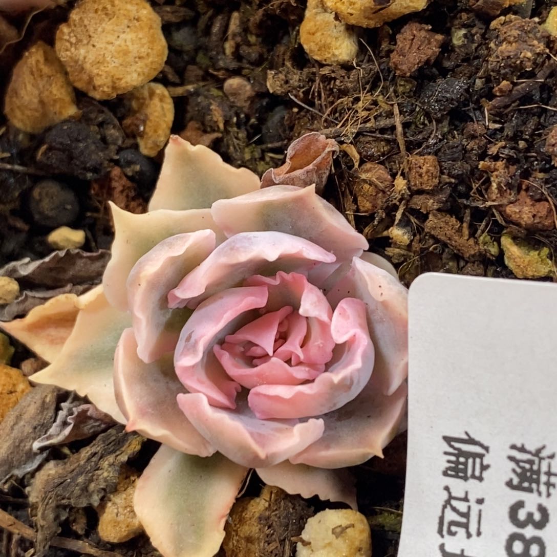 200晚霞之舞锦    小方花圃一物一拍 