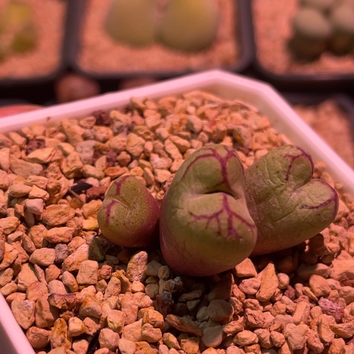丘比特猴植物一物一拍