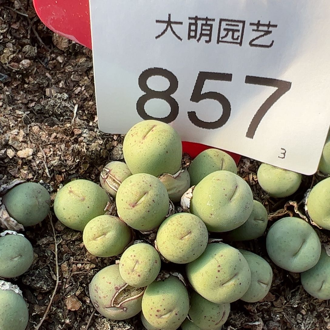 0000857 一物一拍……