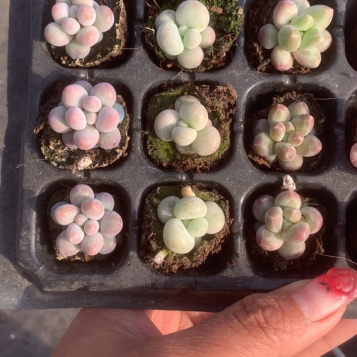 咖啡3。蛋黄3。彩虹3。包邮