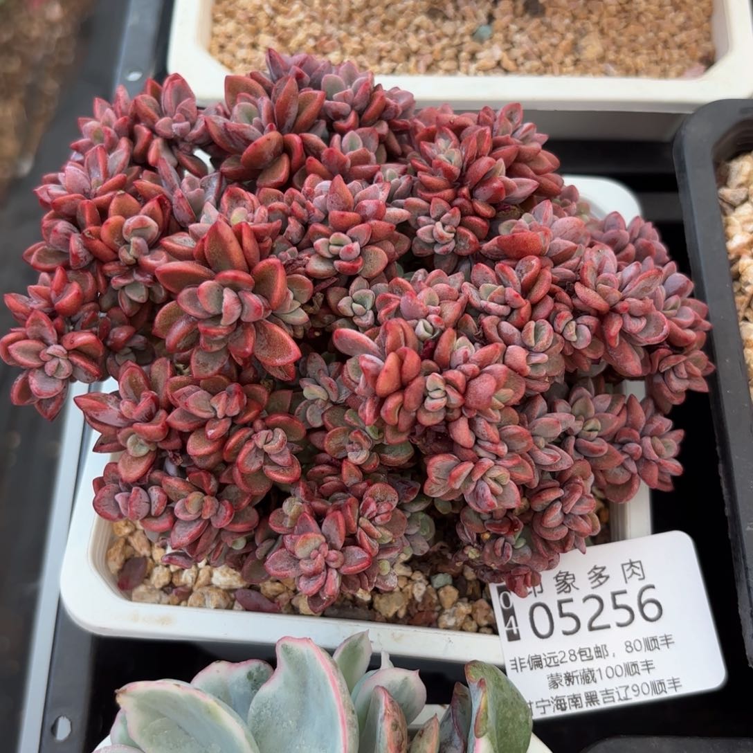 多肉植物05256gg