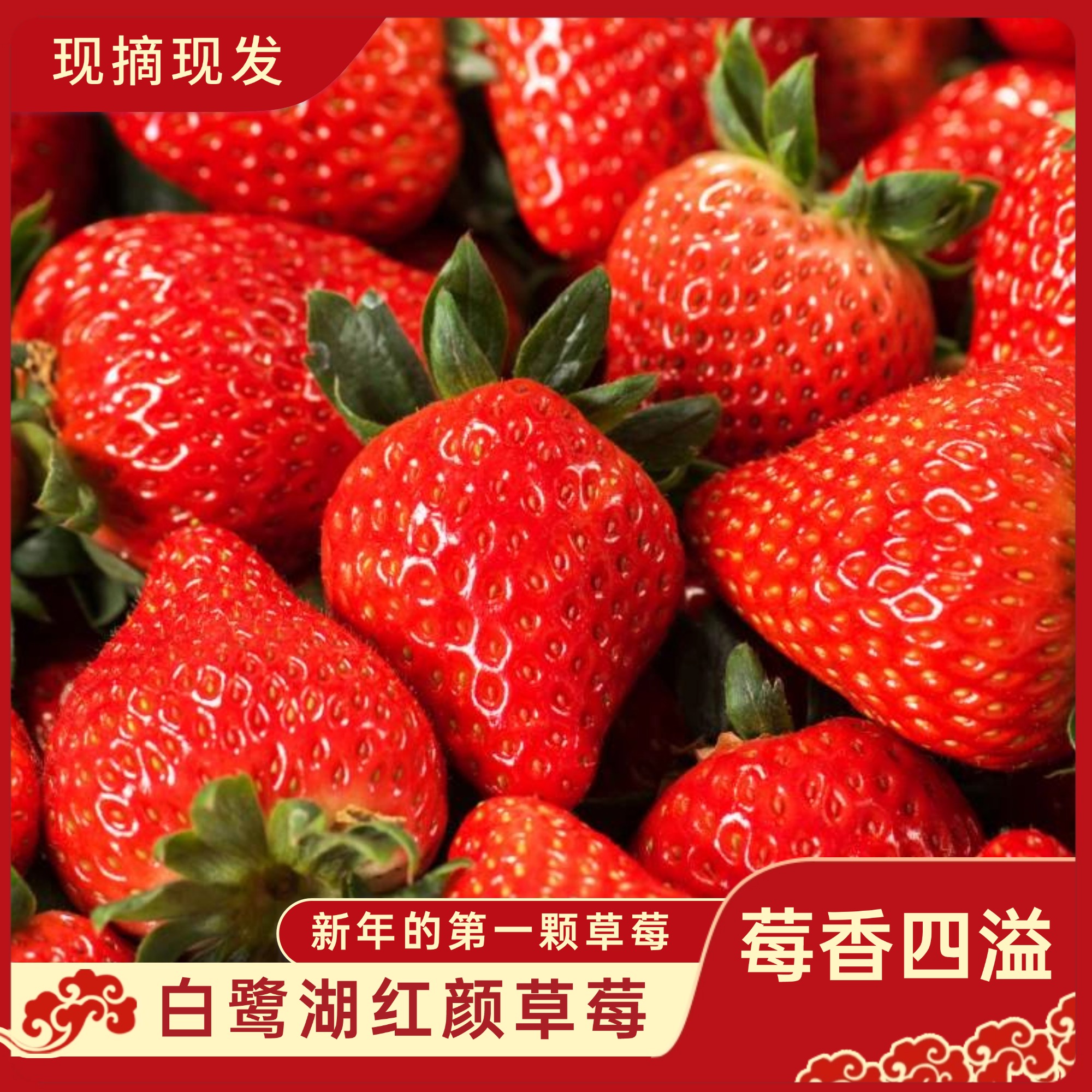 黄麓白鹭湖红颜草莓爆甜多汁现摘现发顺丰包邮4斤装单果35g-55g