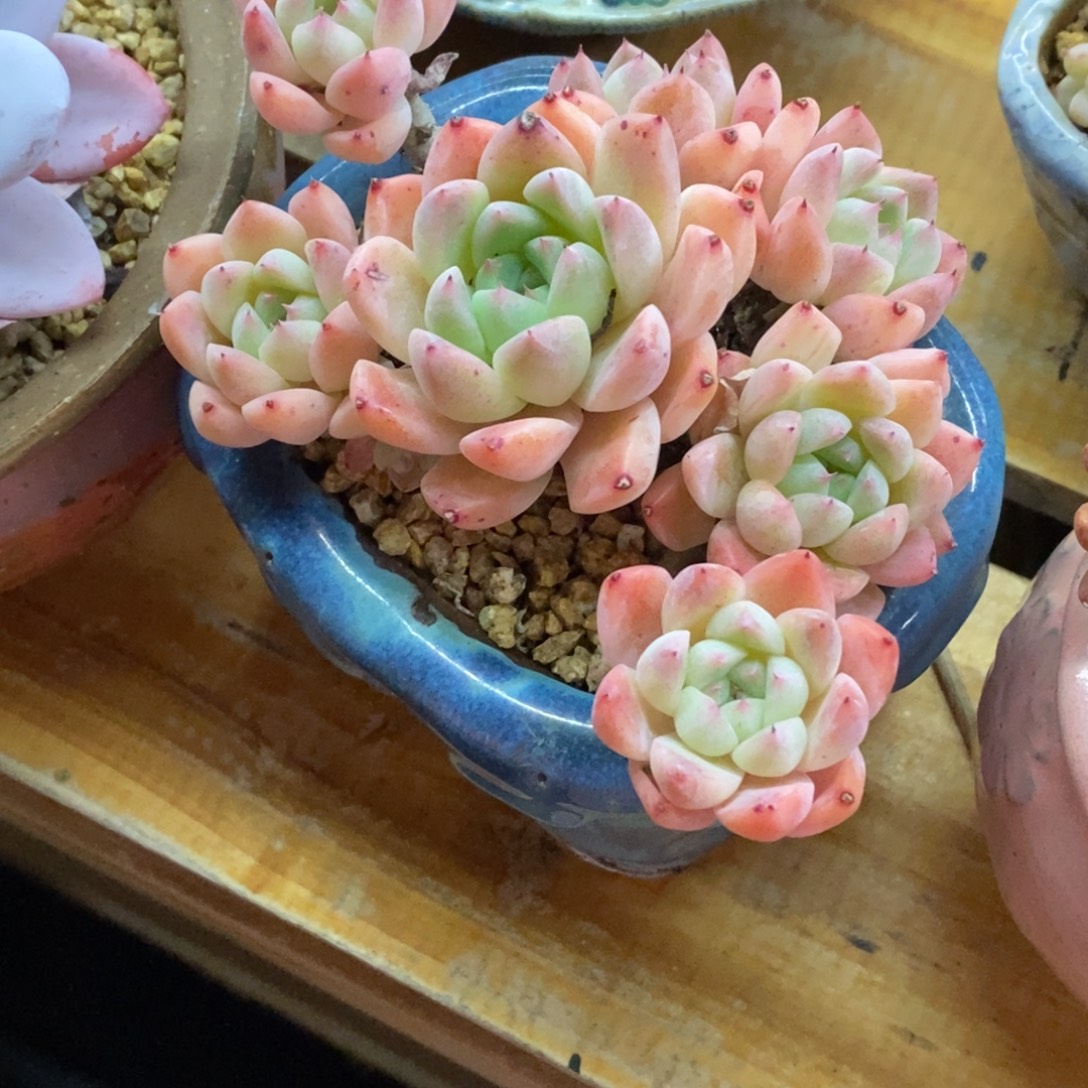 精品多肉一物一拍不包整68