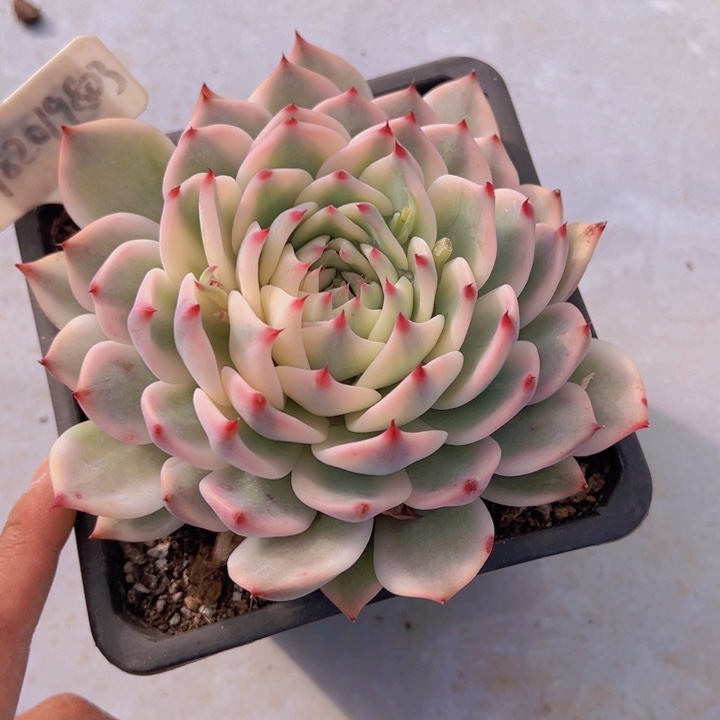 健健康康平平安安