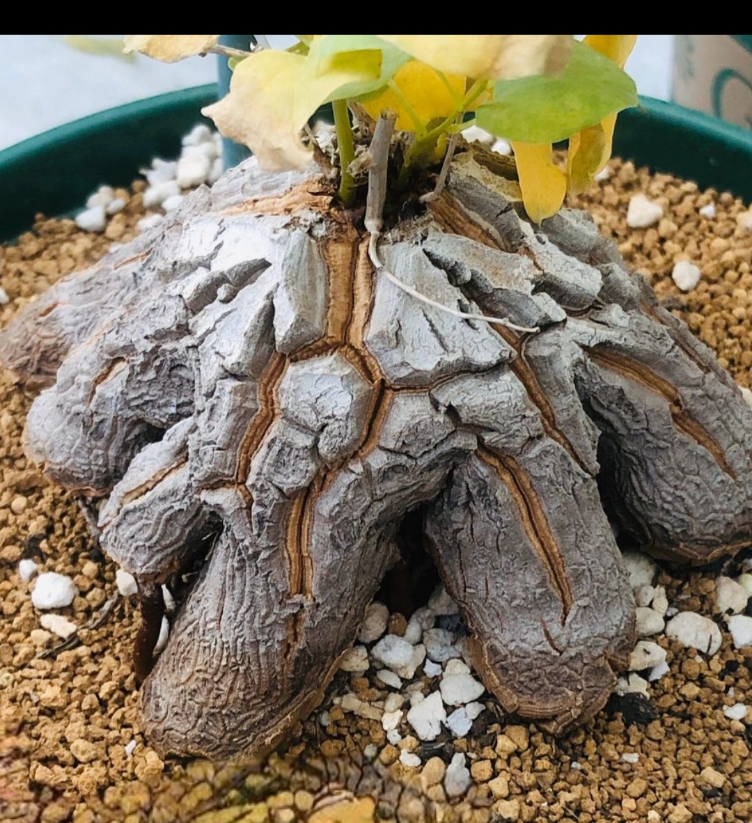 象足龟  龟甲龙 块根 绿植盆栽一物一拍